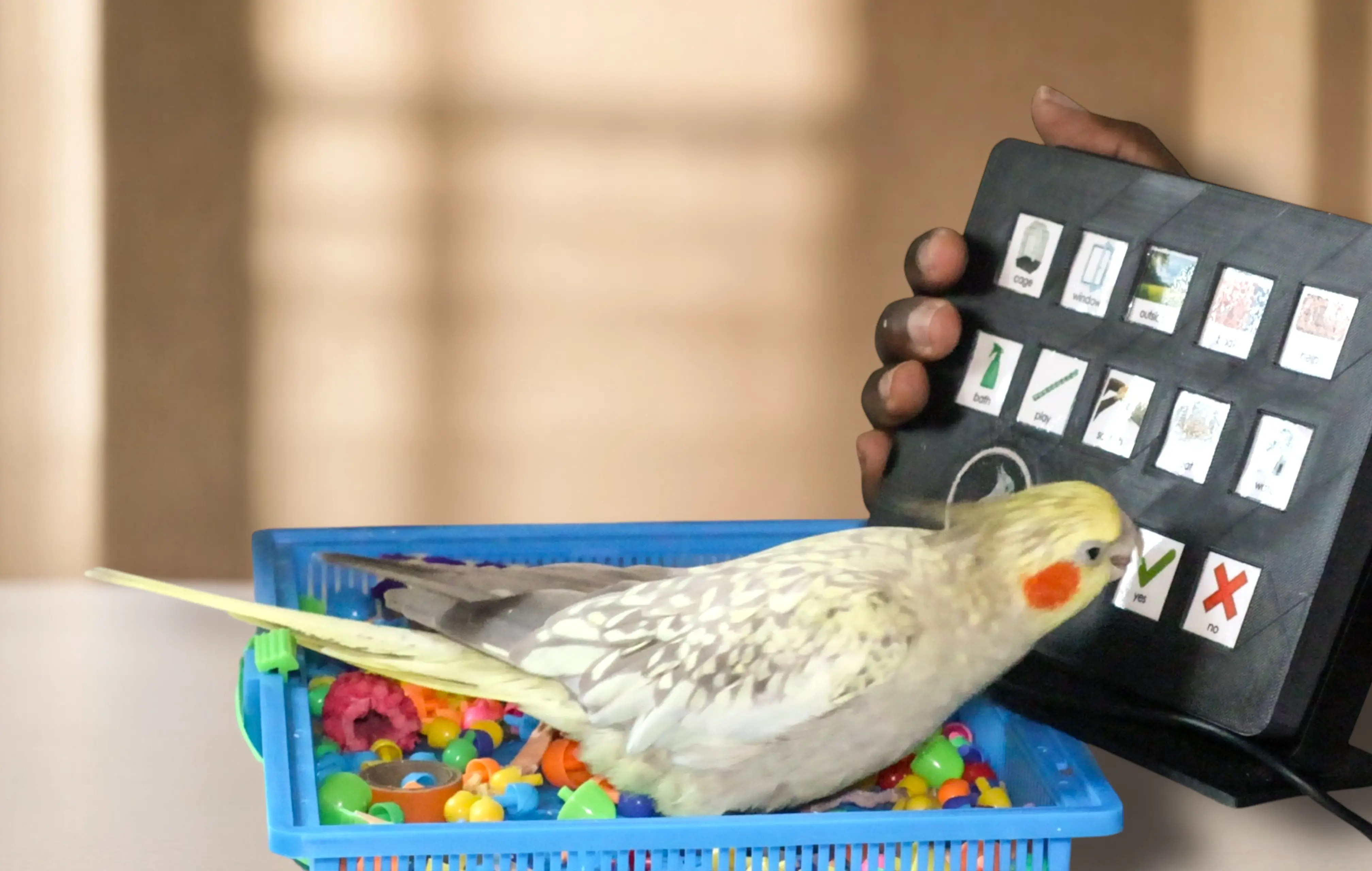 Mango the cockatiel learning tricks and communicating with her FeatherTalks tablet-style AAC communication board